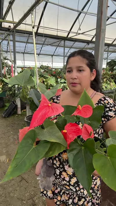 plant/Pink flower-0-thumbnail