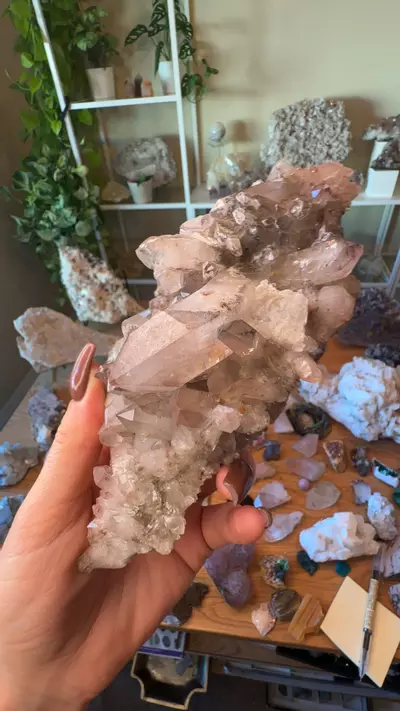 plant/Scarlet temple Lemurian 180-0-thumbnail