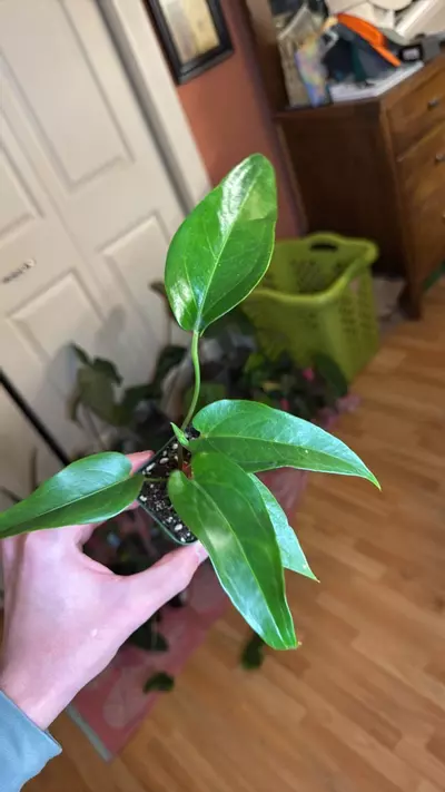 plant/birds nest x watermeliense-0-thumbnail