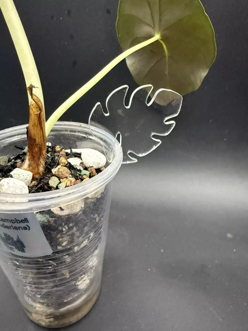 plant/Acrylic Monstera Plant Tags (Set of 5)-1