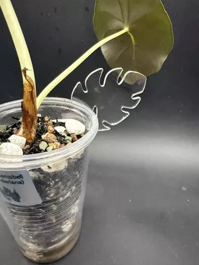 plant/Acrylic Monstera Plant Tags (Set of 5)-1-thumbnail