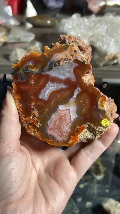 plant/Laguna Agate-0-thumbnail