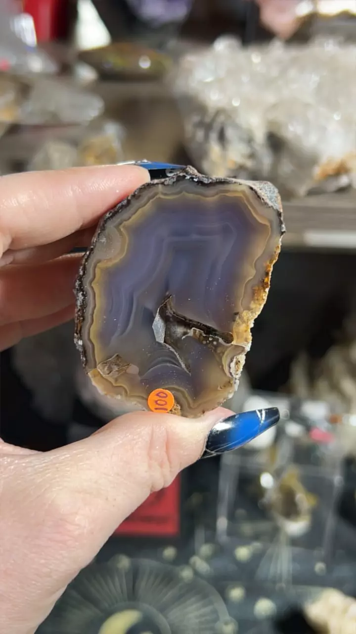 plant/Laguna Agate-0