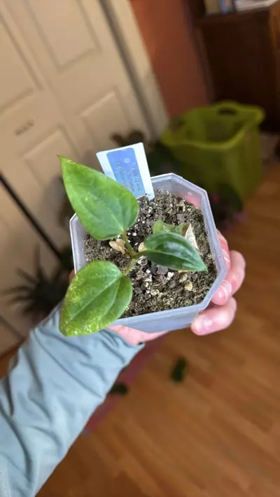 plant/Justin x E dress-0-thumbnail