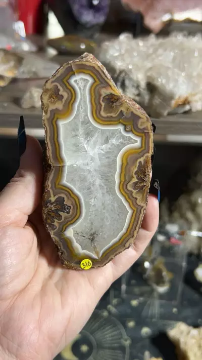 plant/Laguna Agate-0-thumbnail