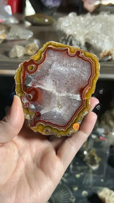 plant/Laguna Agate-0-thumbnail