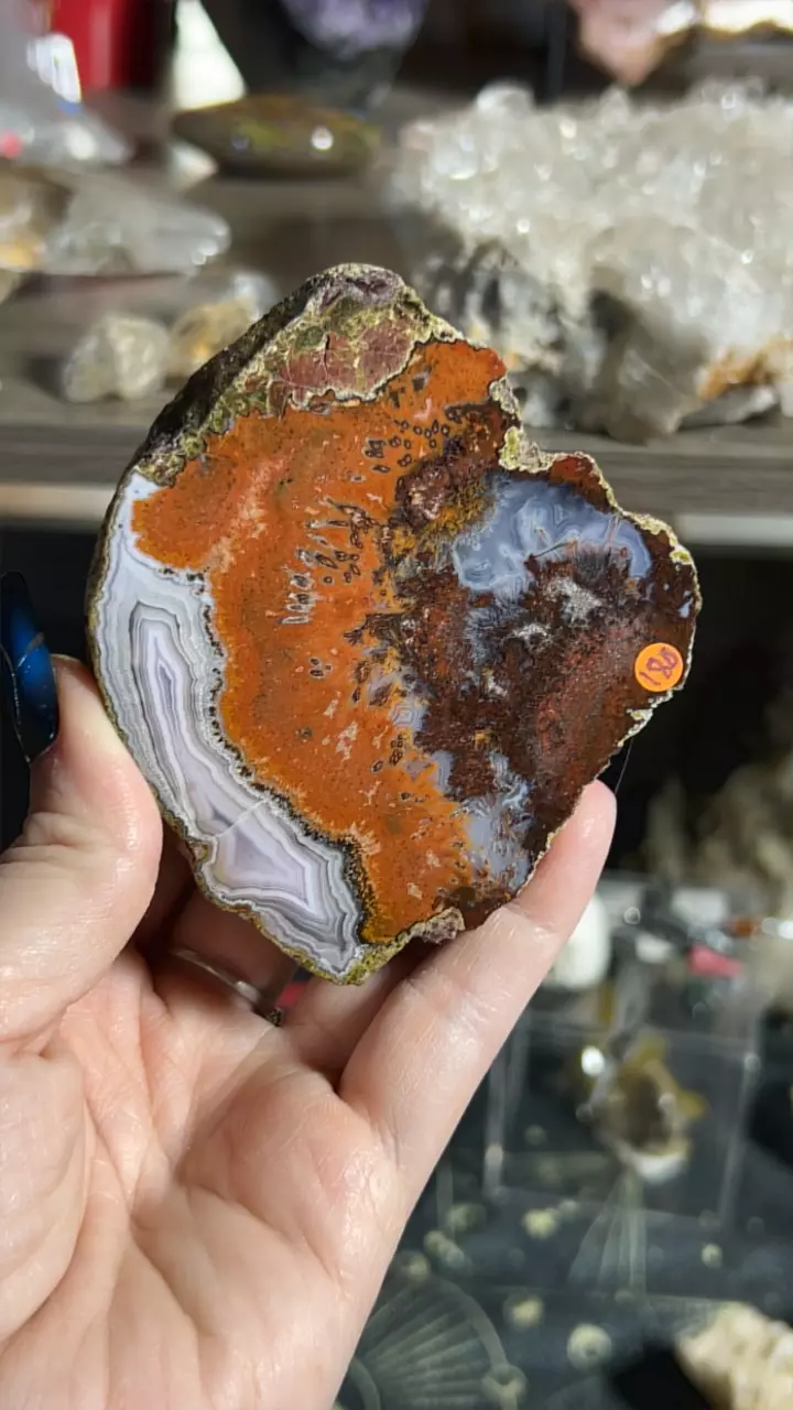 plant/Laguna Agate-0