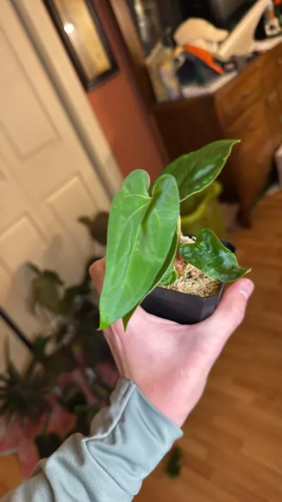 plant/pap RA 7 x RA12-0-thumbnail