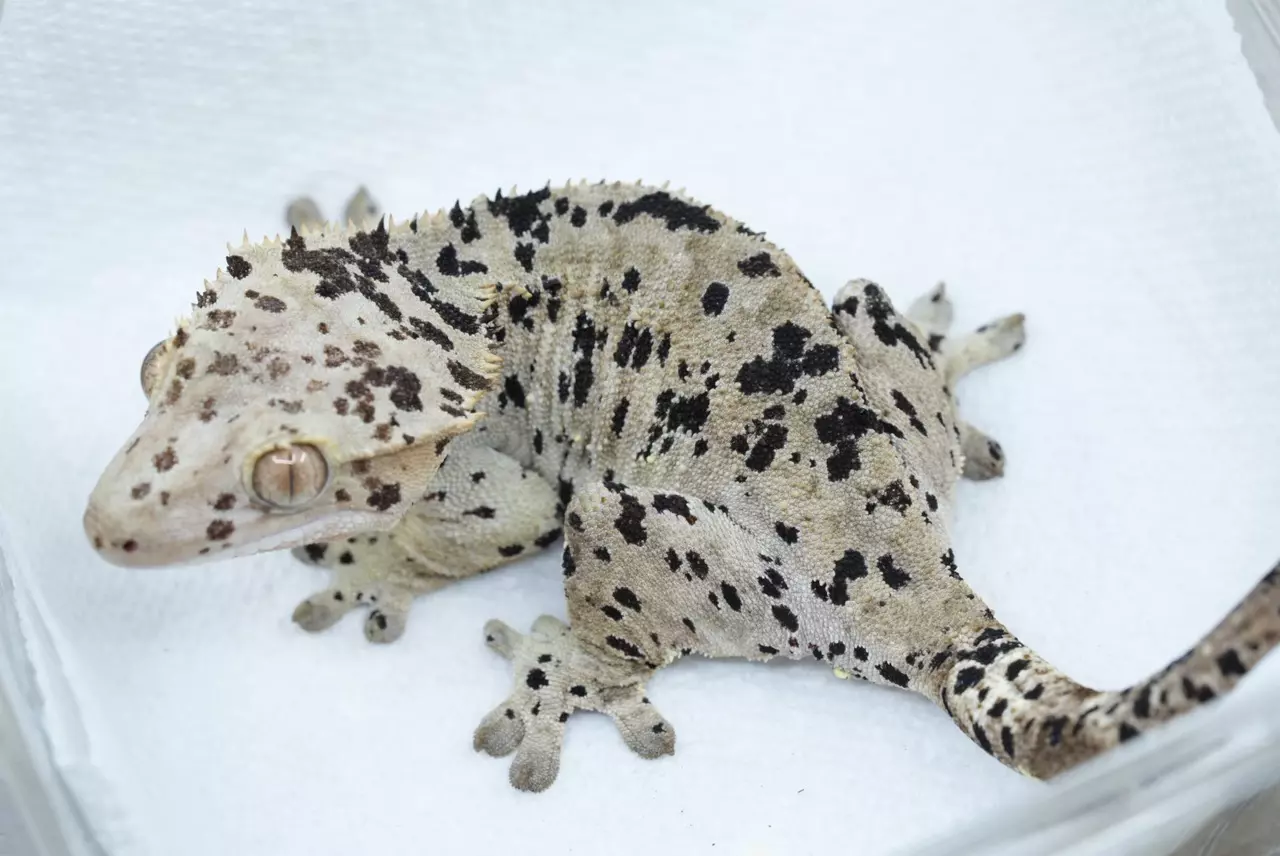 plant/ps770 proven female super Dalmatian-1