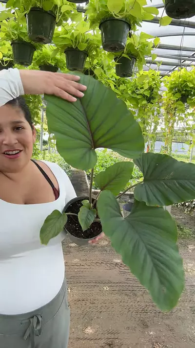 plant/Endelonema Colombian species-0-thumbnail