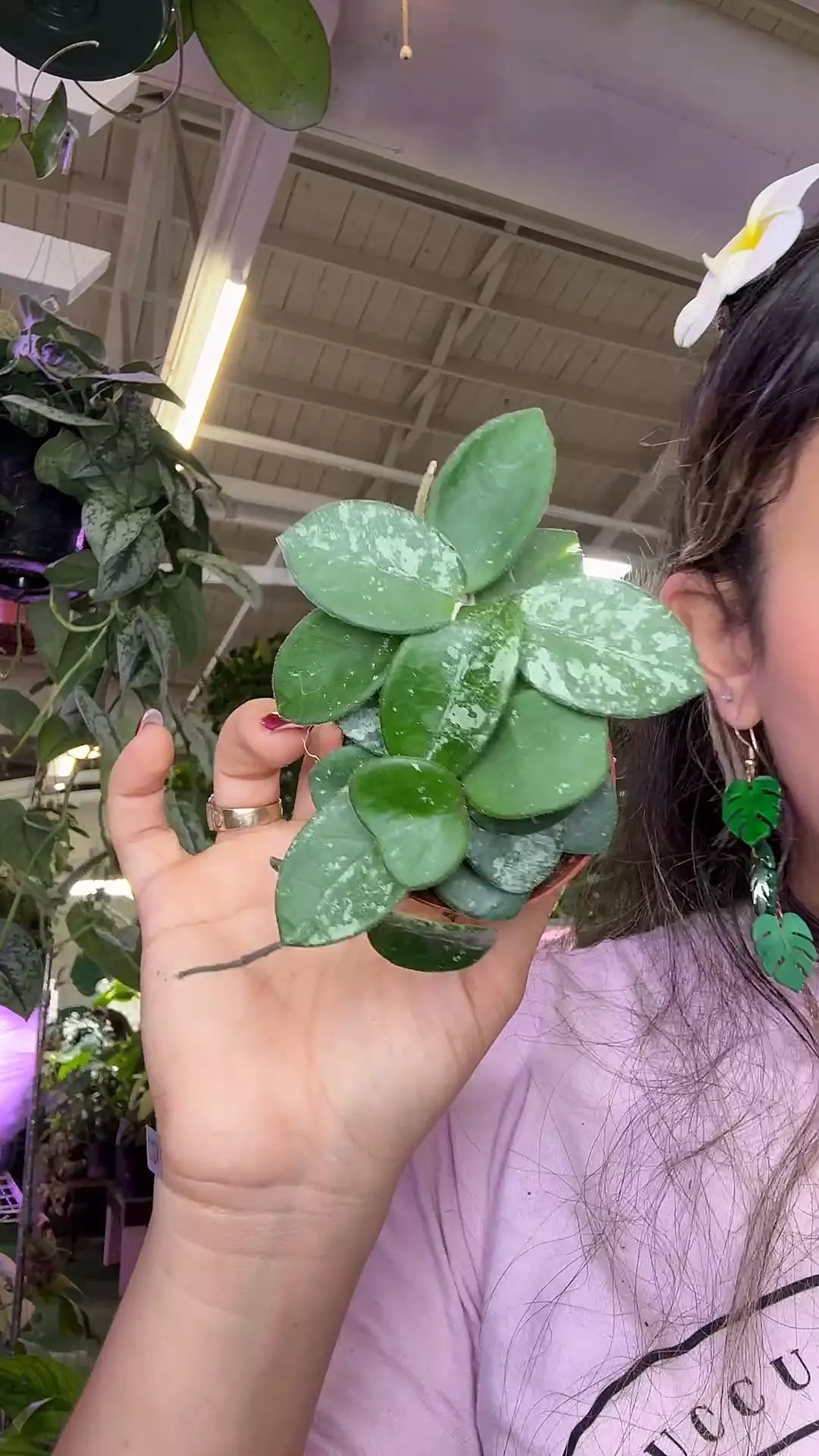 plant/0532 Hoya mathilde splash-0