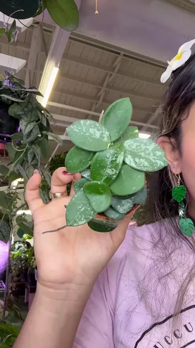 plant/0532 Hoya mathilde splash-0-thumbnail