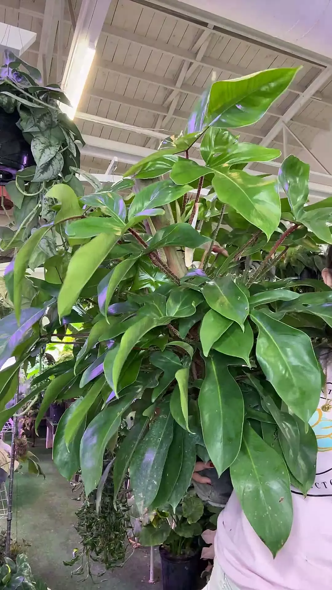 plant/philodendron squamiferum-0