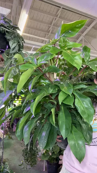 plant/philodendron squamiferum-0-thumbnail