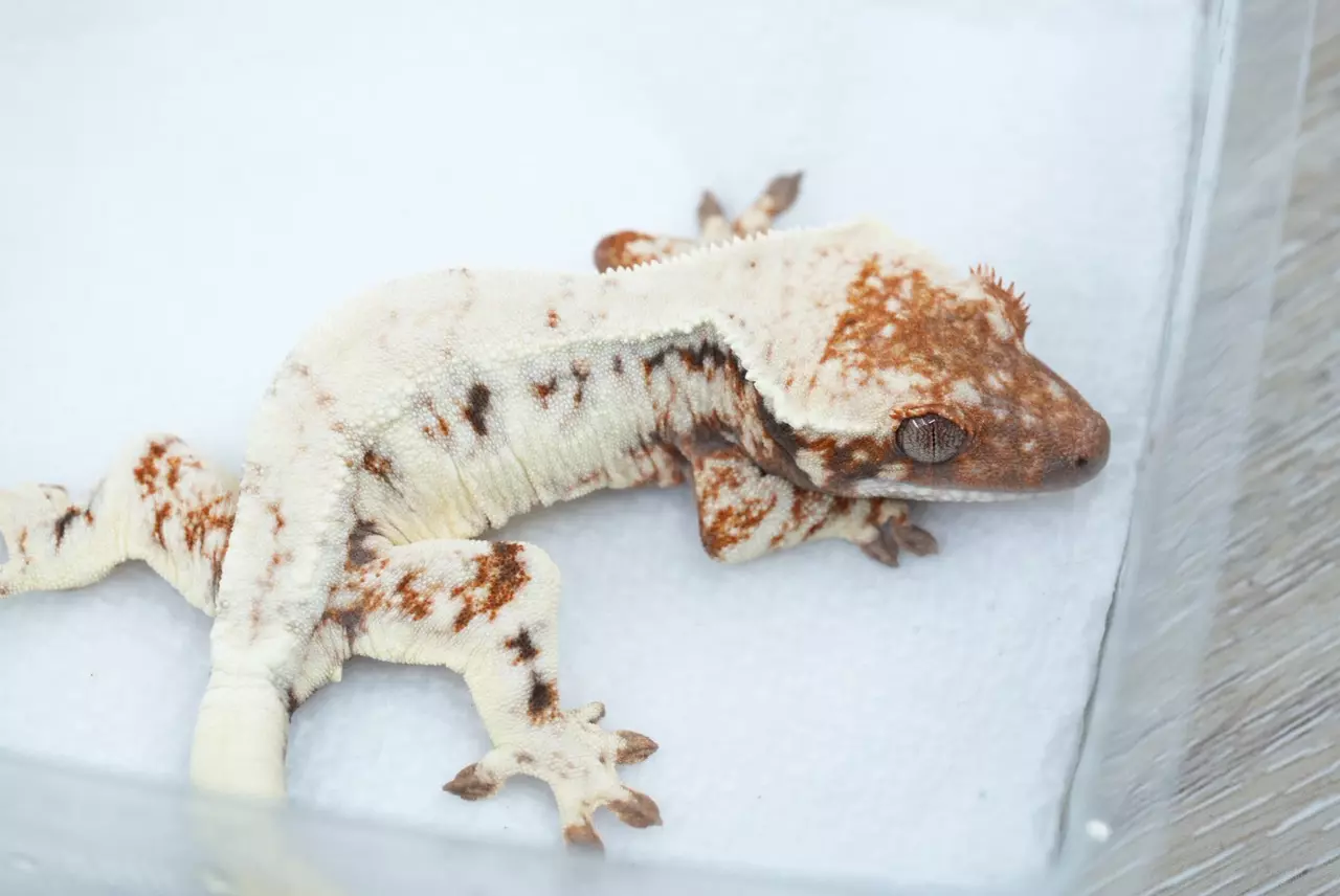 plant/ps763 sable Lilly npv-0