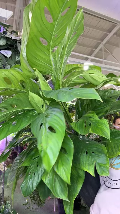 plant/monstera lecheriana-0-thumbnail