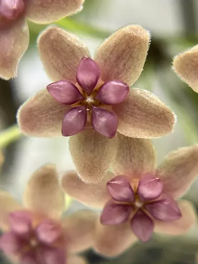 plant/cv. Nathaniel #0584-1-thumbnail