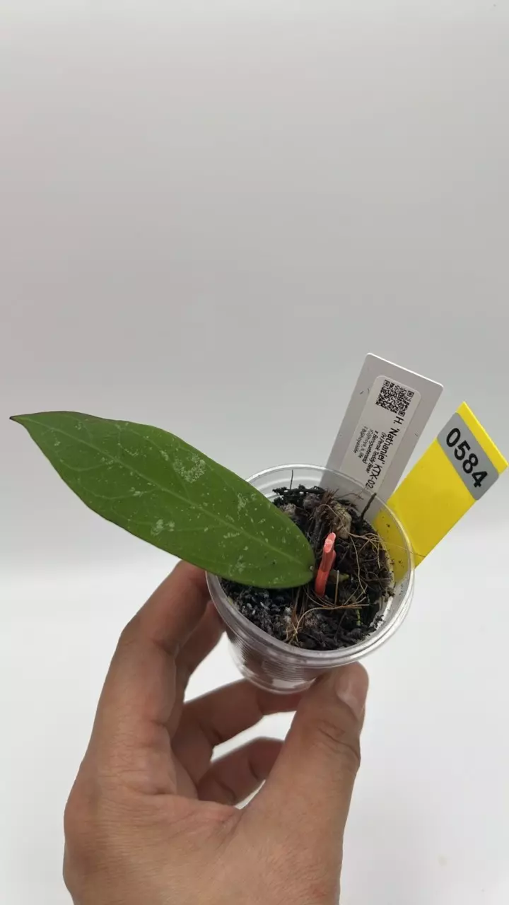 plant/cv. Nathaniel #0584-0