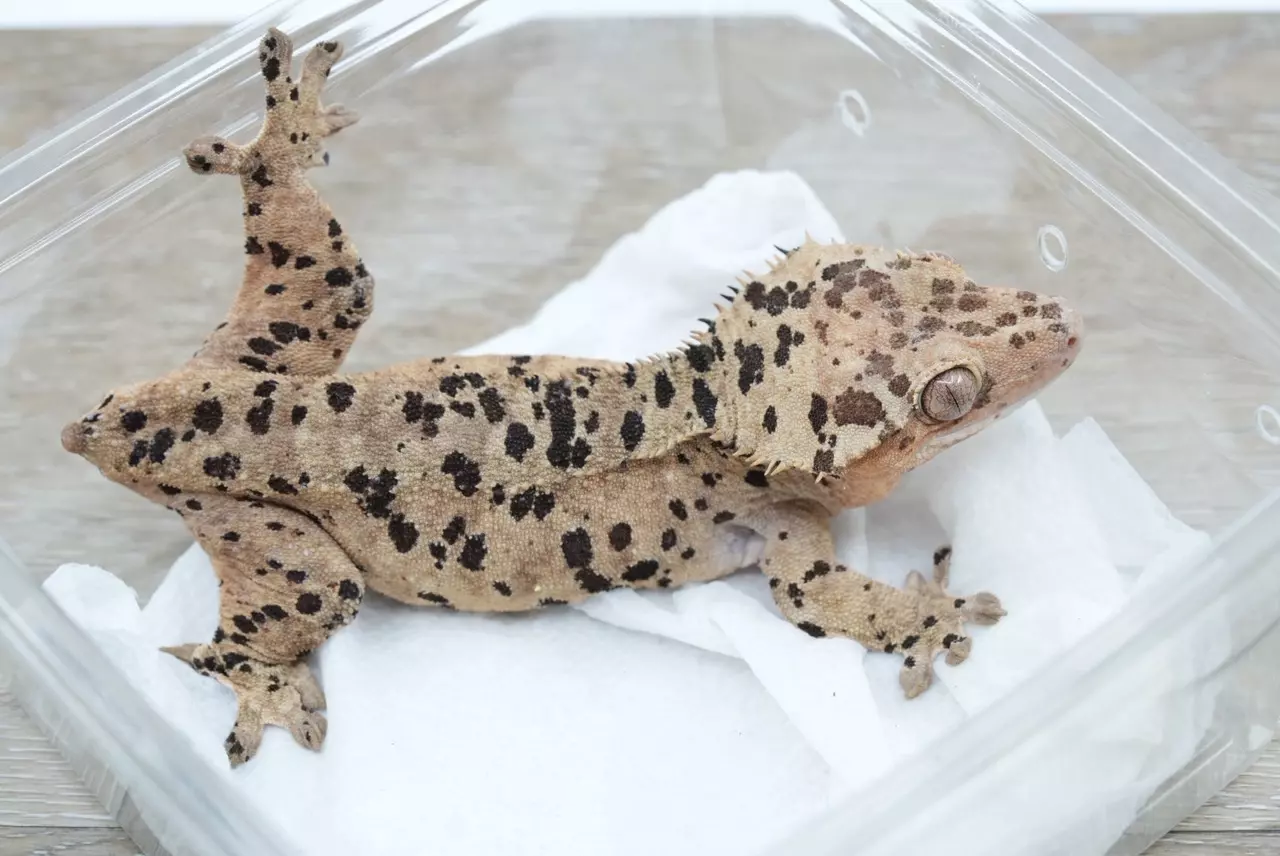 plant/ps769 proven super Dalmatian female-0