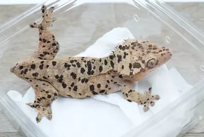 plant/ps769 proven super Dalmatian female-0-thumbnail