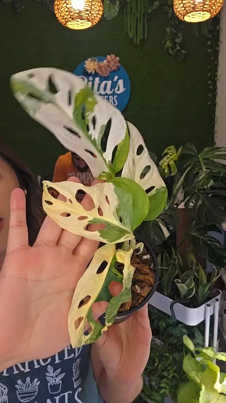 plant/Monstera Swiss Cheese Albo-0