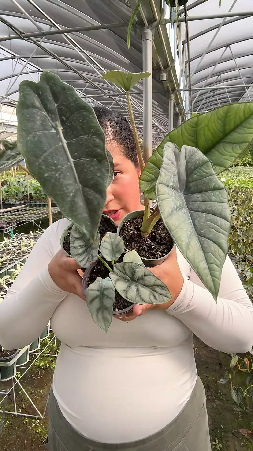 plant/Chantrieri , platinum , silver dragon bundle-0