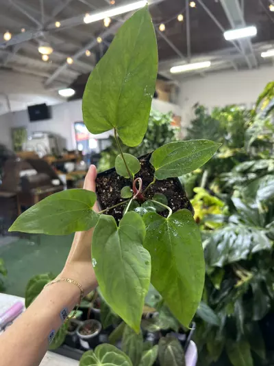 plant/anthurium 0363 Mr worldwide-0-thumbnail