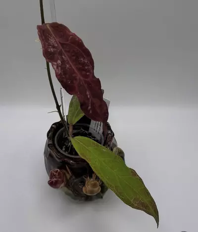 plant/cv. Nathaniel #0584-2-thumbnail