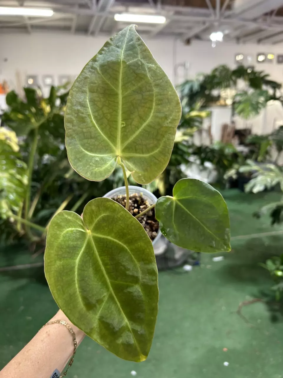 plant/0352 anthurium Bess papi-0