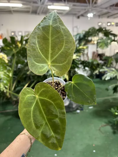 plant/0352 anthurium Bess papi-0-thumbnail