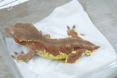 plant/ps767 red phantom Lilly white highlighter proven male-0-thumbnail