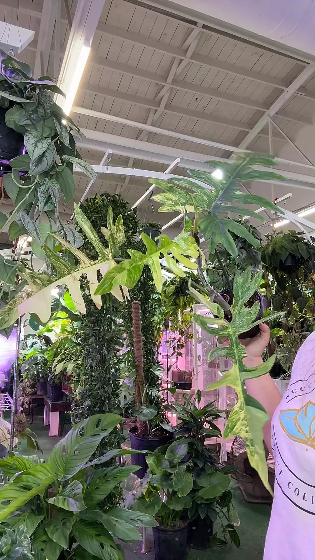 plant/0445 philodendron kitina-0