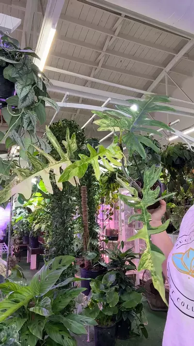 plant/0445 philodendron kitina-0-thumbnail