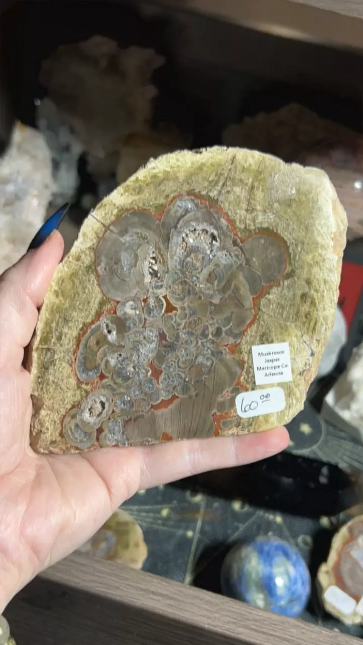 plant/Mushroom Jasper Slab-0