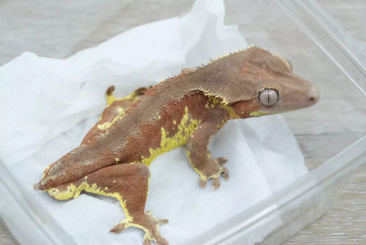 plant/ps767 red phantom Lilly white highlighter proven male-1