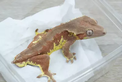 plant/ps767 red phantom Lilly white highlighter proven male-1-thumbnail