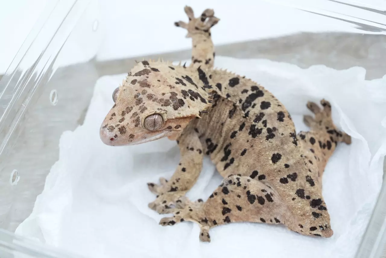 plant/ps769 proven super Dalmatian female-1