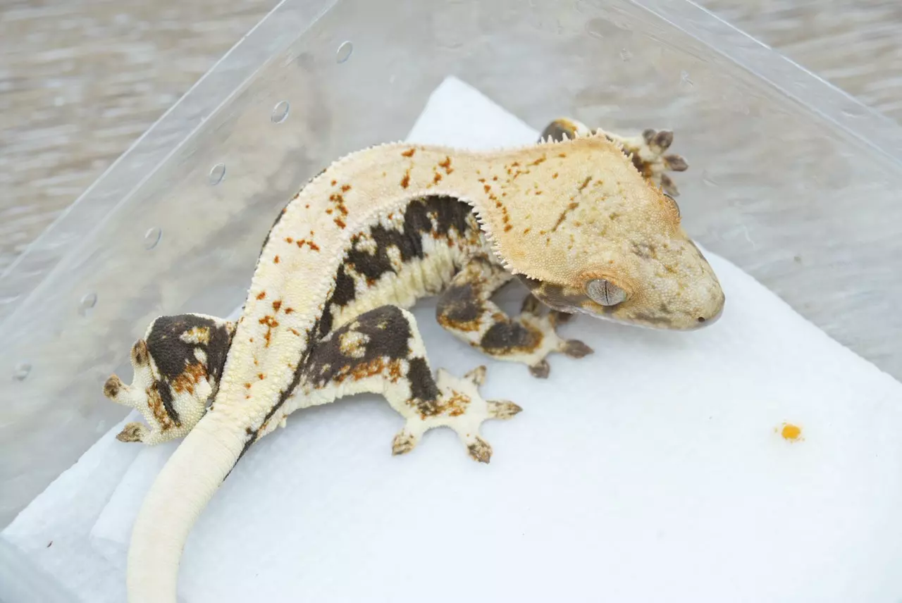 plant/ps762 captain fantastic line LW male-1