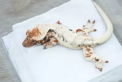 plant/ps763 sable Lilly npv-1-thumbnail