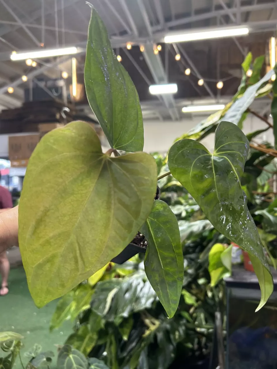 plant/0359 anthurium Mr worldwide-0