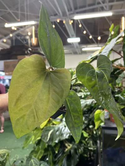 plant/0359 anthurium Mr worldwide-0-thumbnail