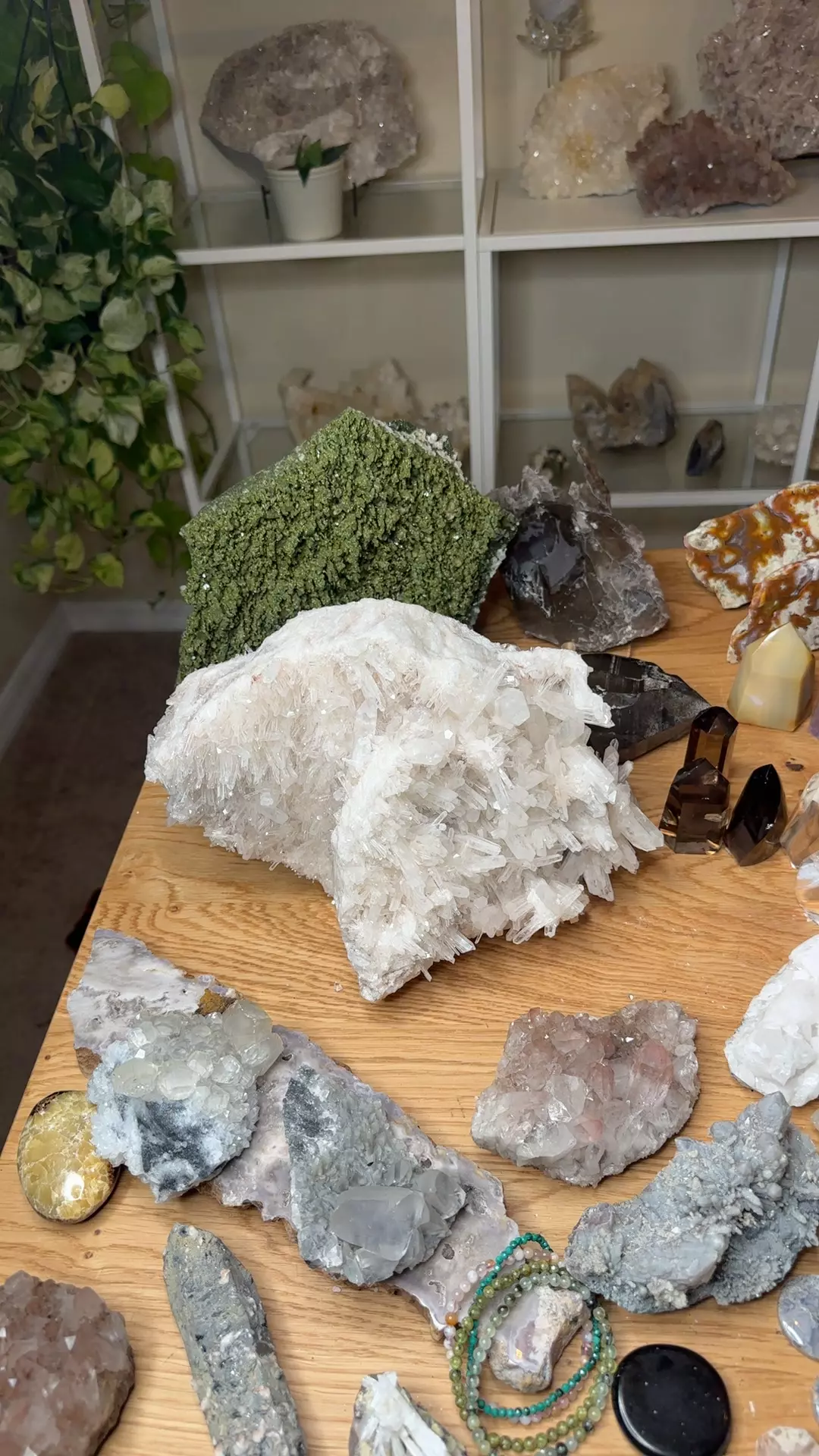 plant/Columbian Lemurian 1100-0