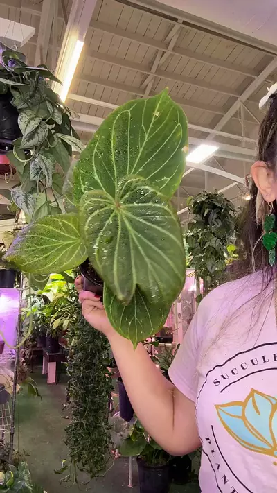 plant/0186 anthurium KOS-0-thumbnail