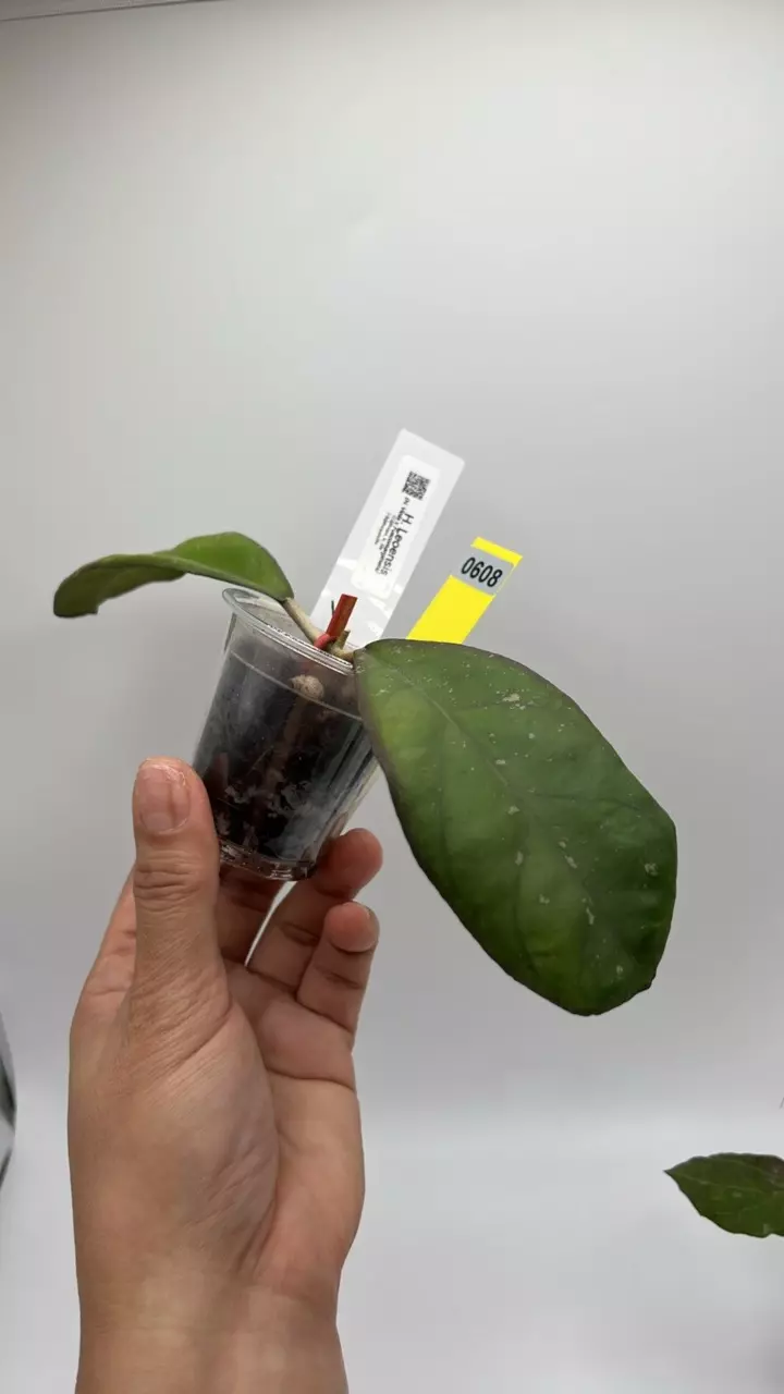 plant/Leoensis #0608-0