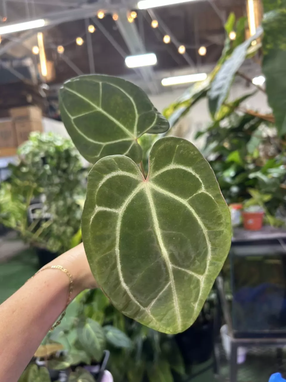 plant/0366 anthurium Bess papi-0