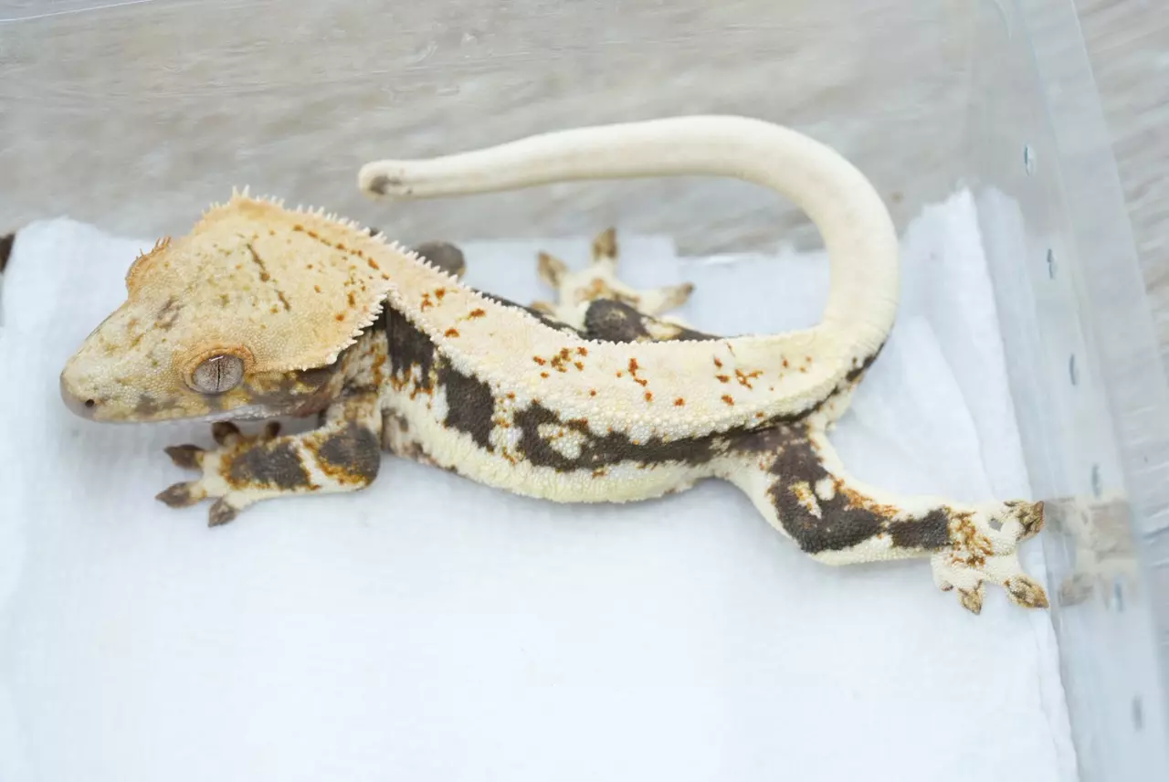 plant/ps762 captain fantastic line LW male-0