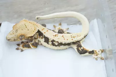 plant/ps762 captain fantastic line LW male-0-thumbnail