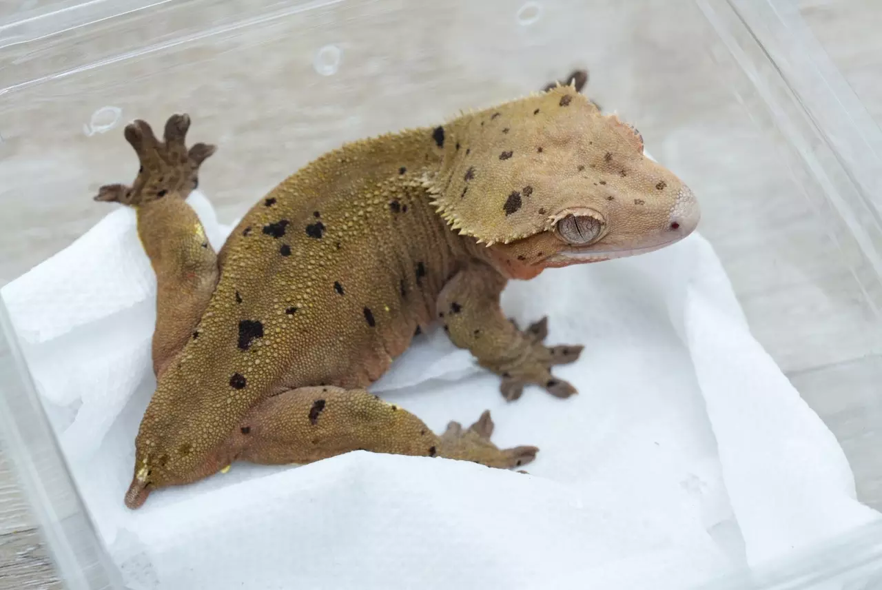 plant/ps766 female proven Dalmatian red based-0