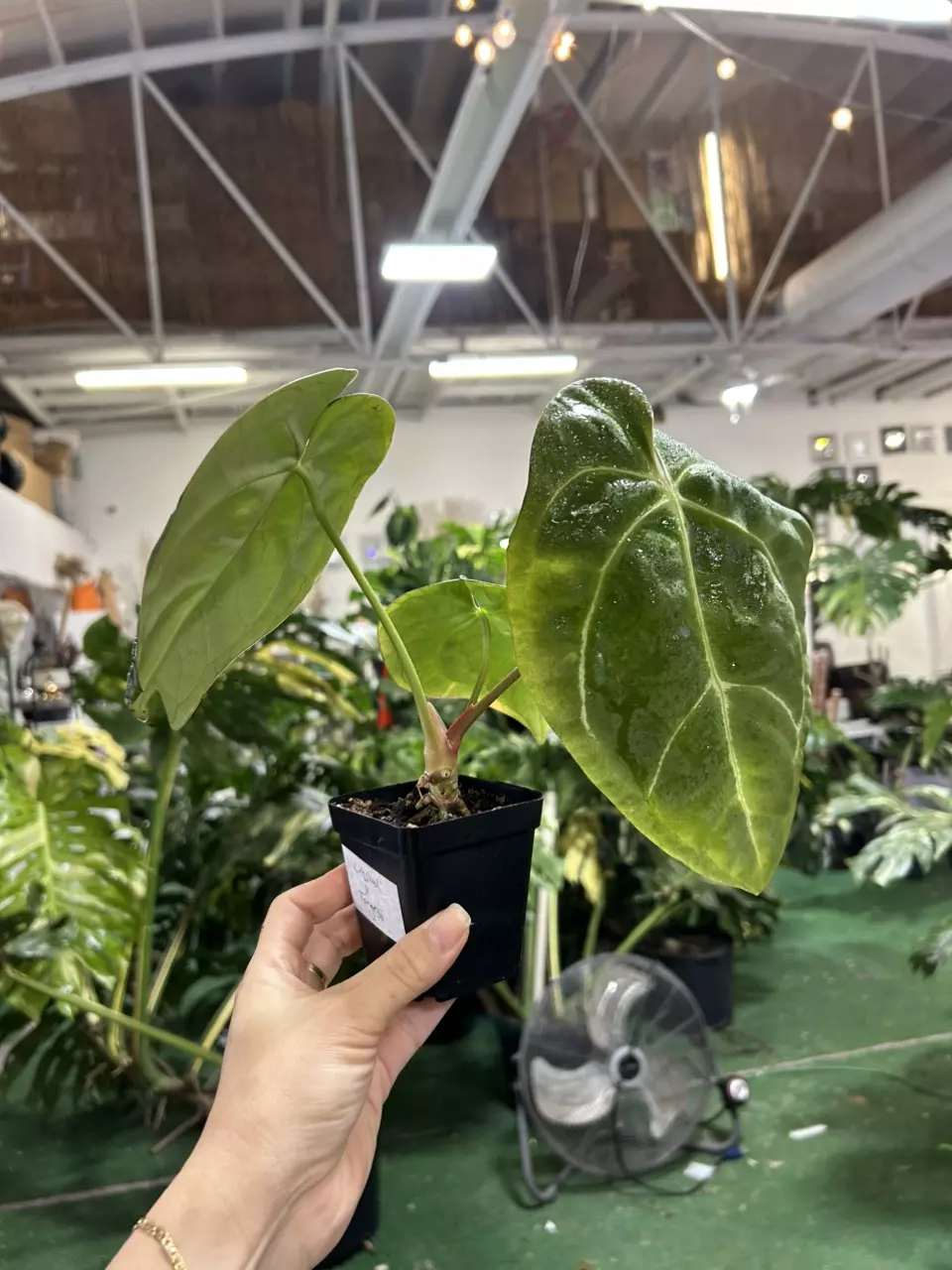 plant/0332 anthurium crystal forgetii-0