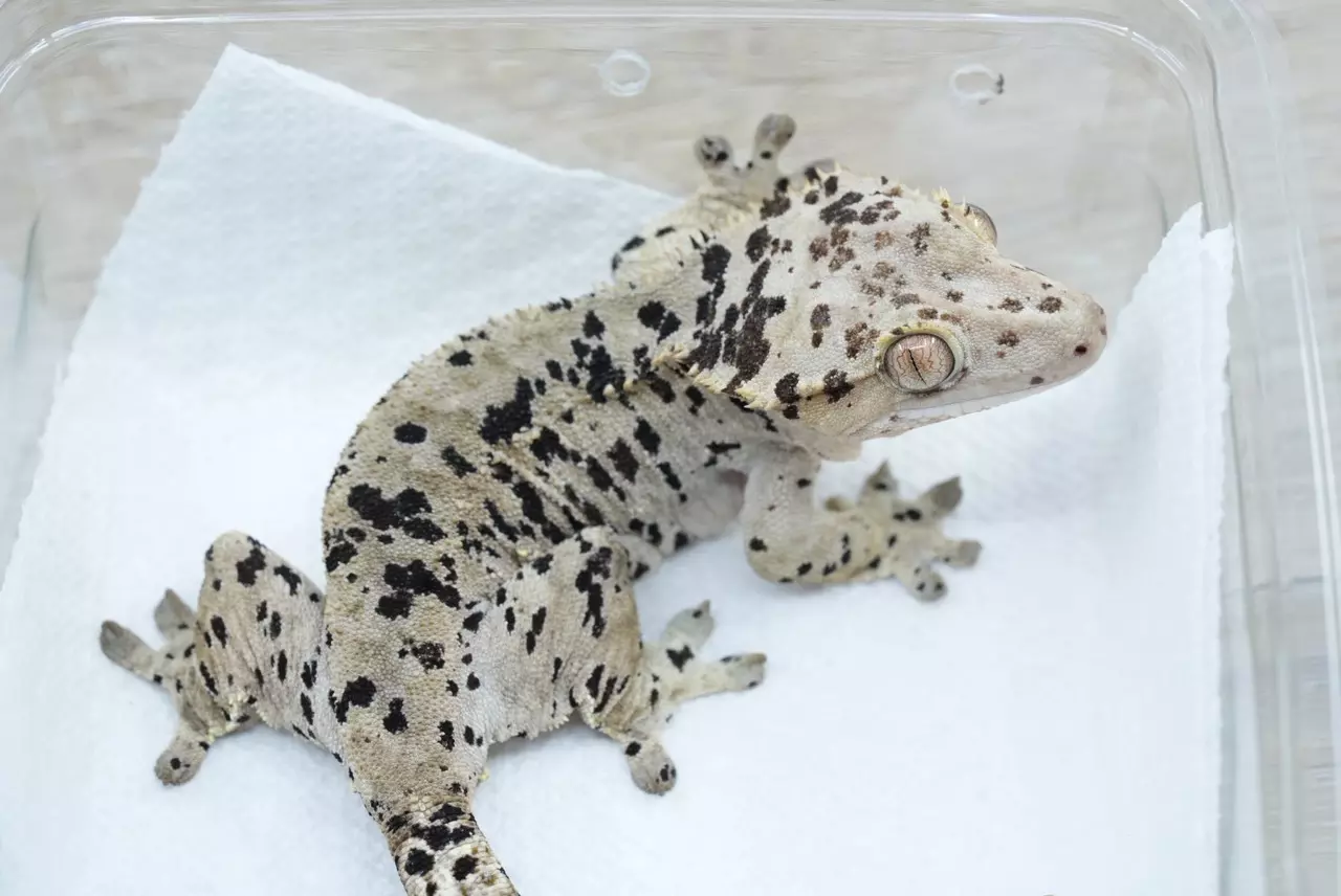 plant/ps770 proven female super Dalmatian-0